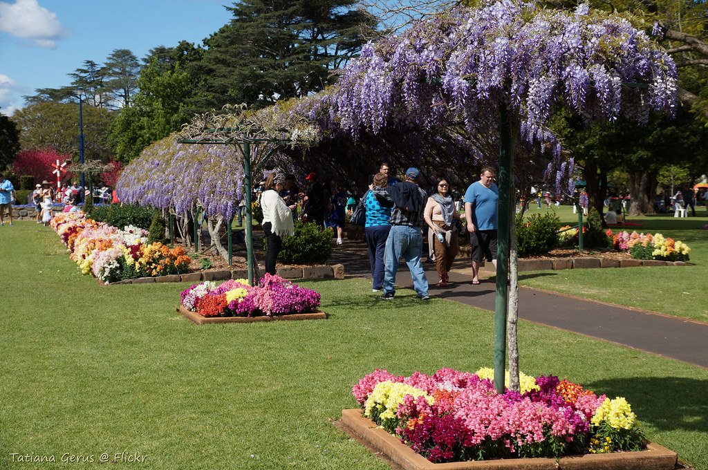 등나무 아치 (Wisteria Arbour)